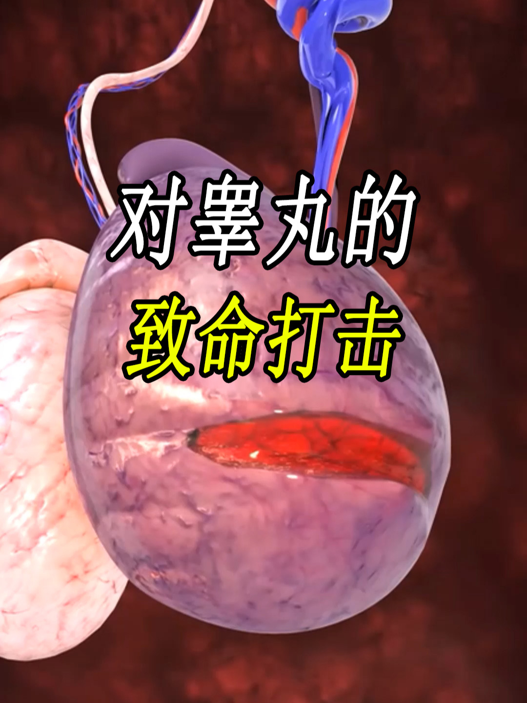 睾丸长什么样子