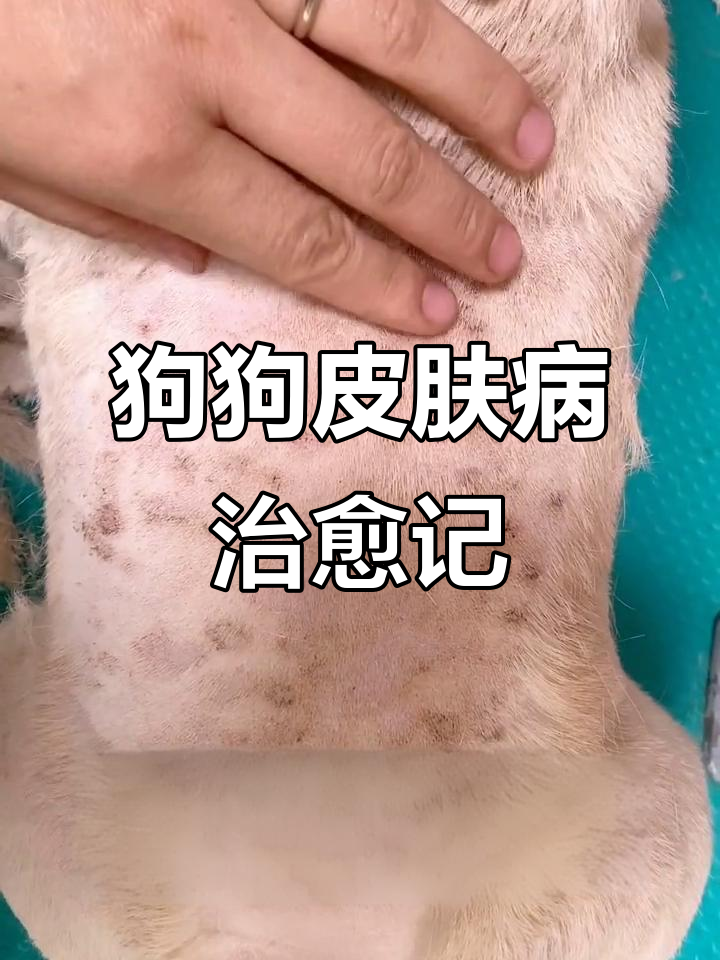 法斗患上皮肤病怎么治