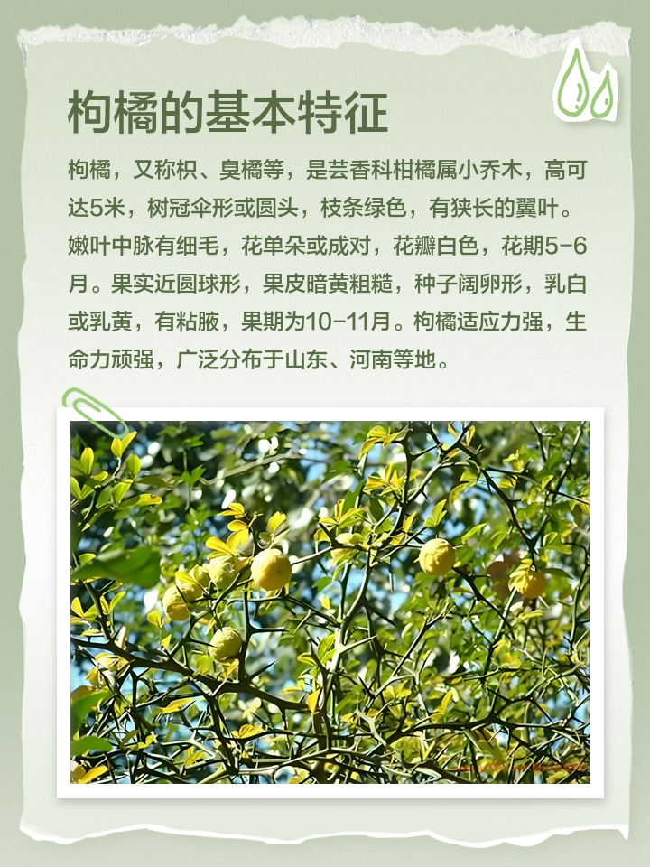 枳壳功效与作用