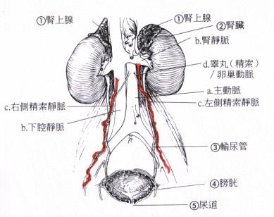 精索静脉曲张手术后多久恢复原样