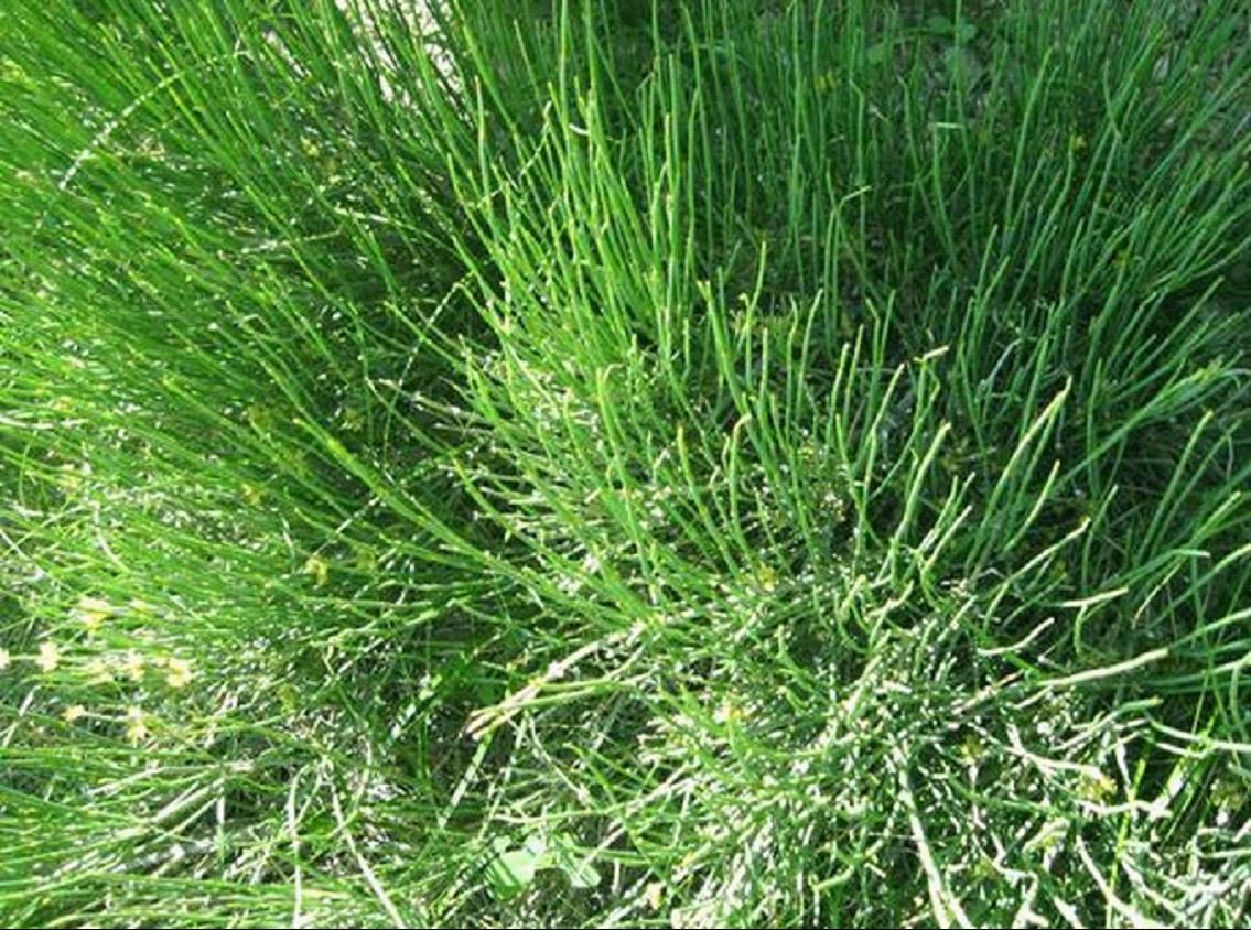 麻黄草的功效与作用