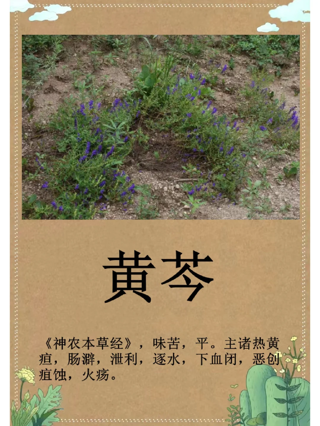 黄芩的作用和功效是什么?