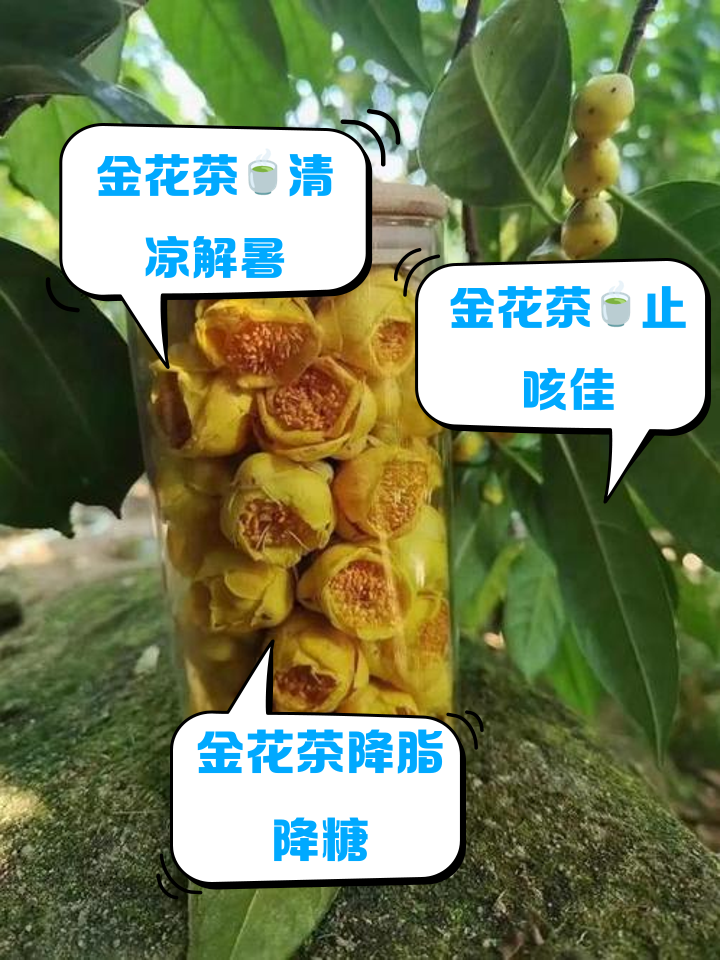 金花茶的功效与作用