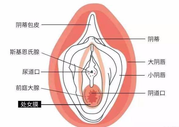 处女膜破裂会出多少血?