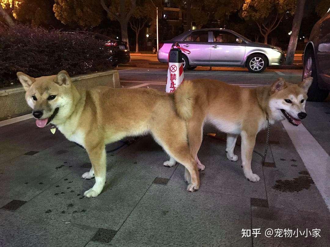 人和狗交配会不会有快感呢细越好!