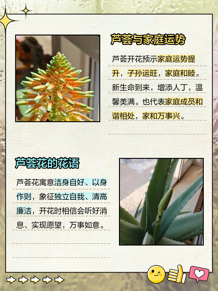 芦荟有毒吗家养可以吗