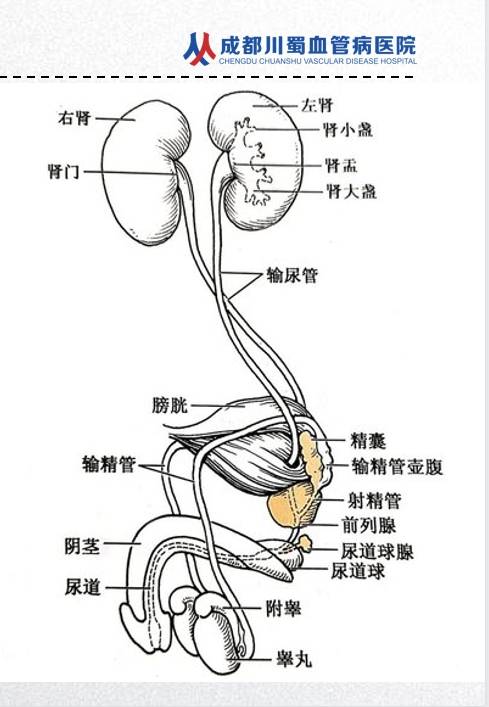 前列腺的位置及作用