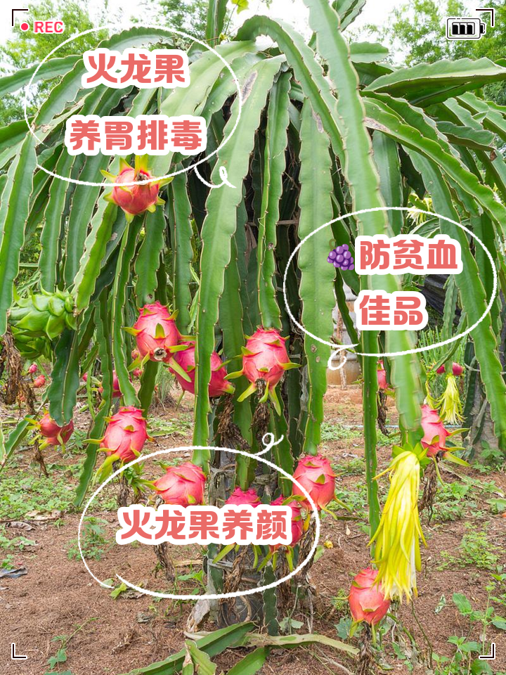 糖尿病病人能吃火龙果吗?