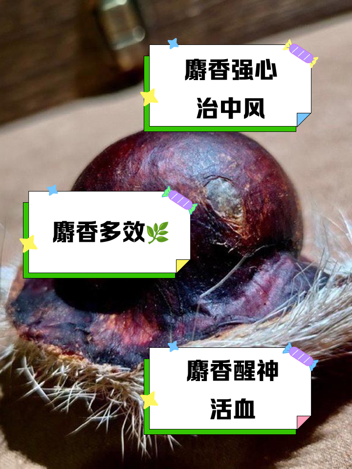 麝香的功效与作用