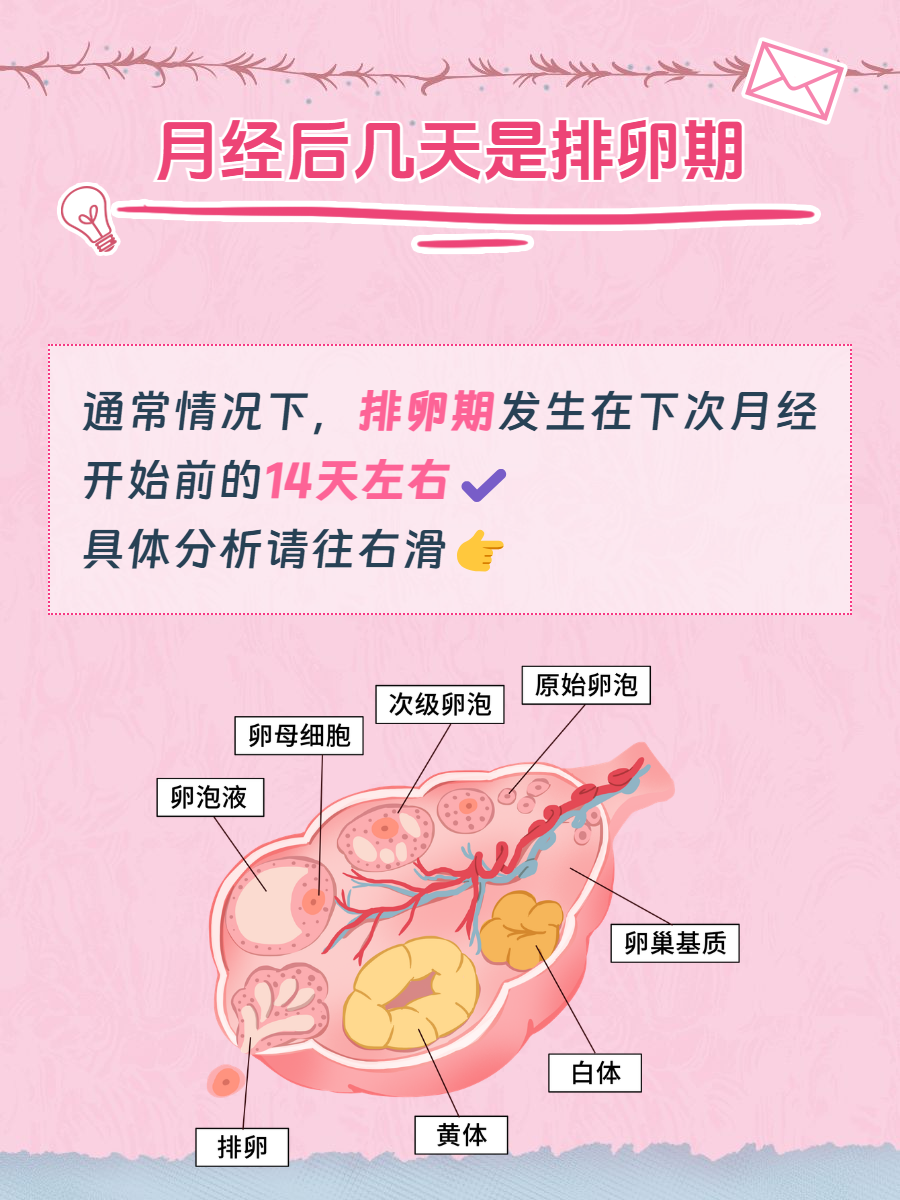 什么是排卵期