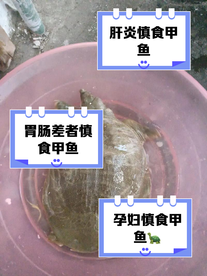 孕妇能不能吃甲鱼