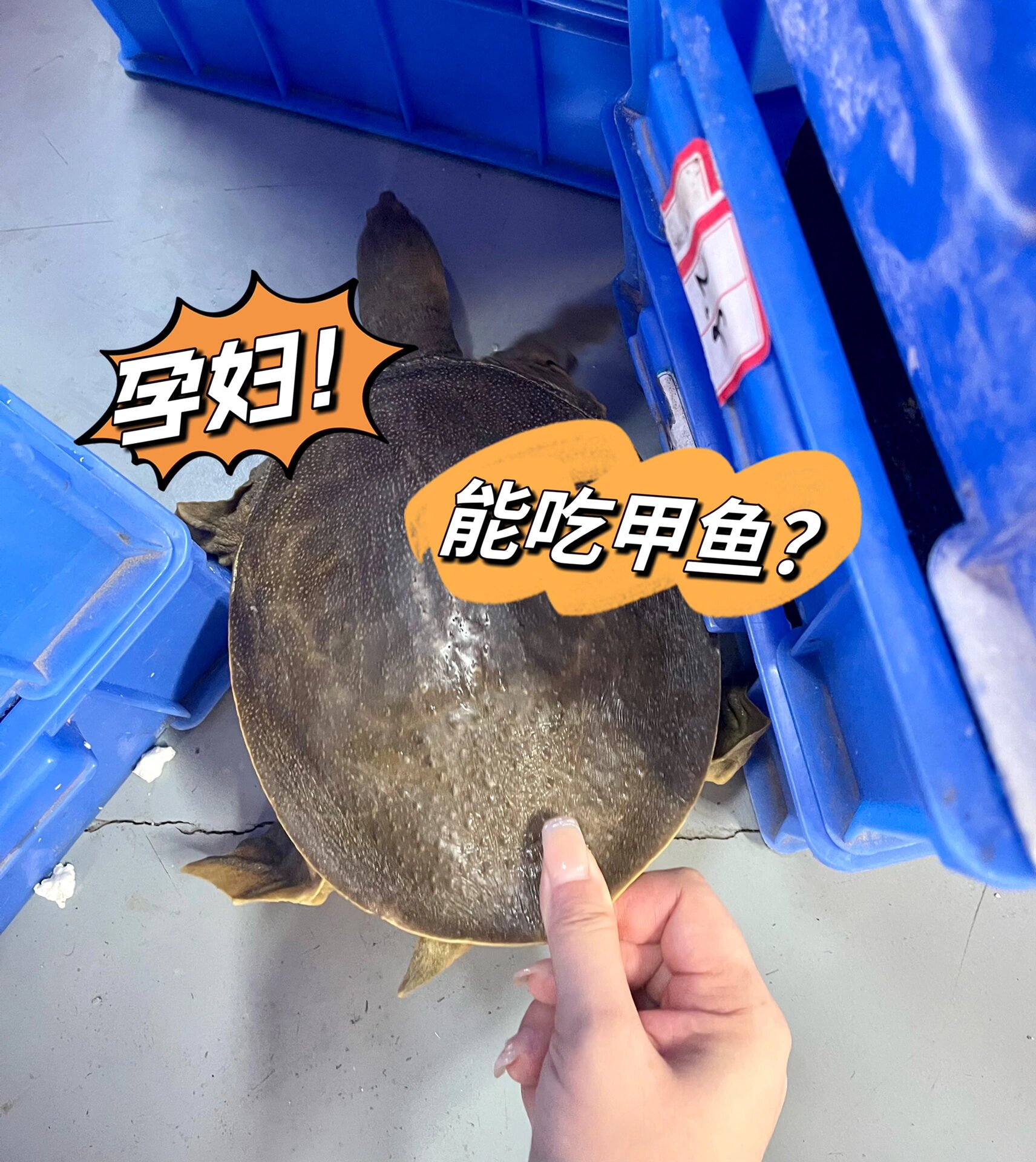 孕妇能不能吃甲鱼