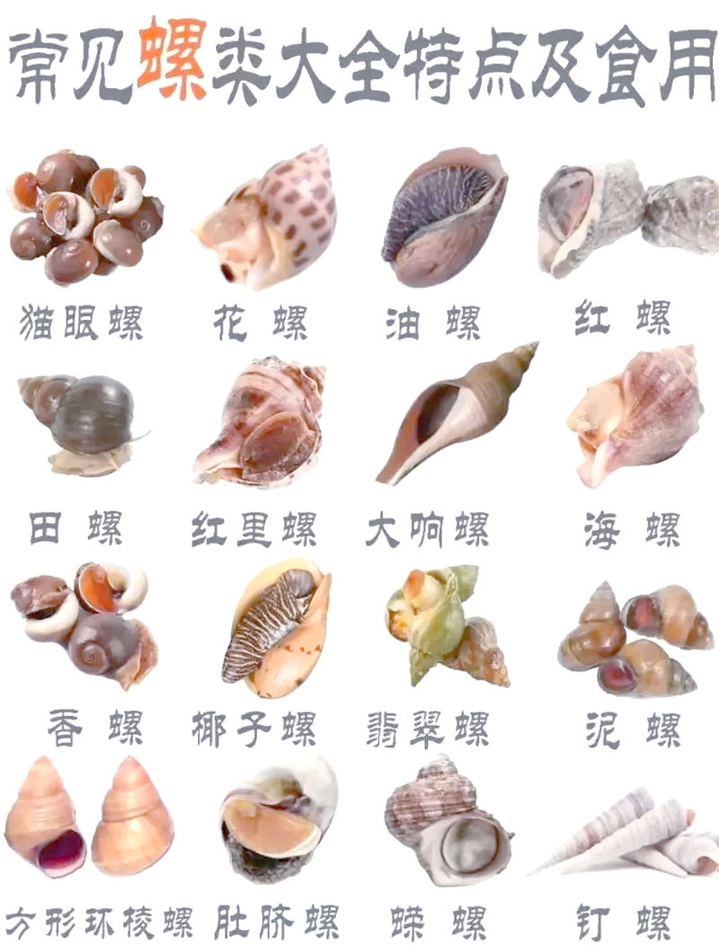 田螺的营养价值及功效