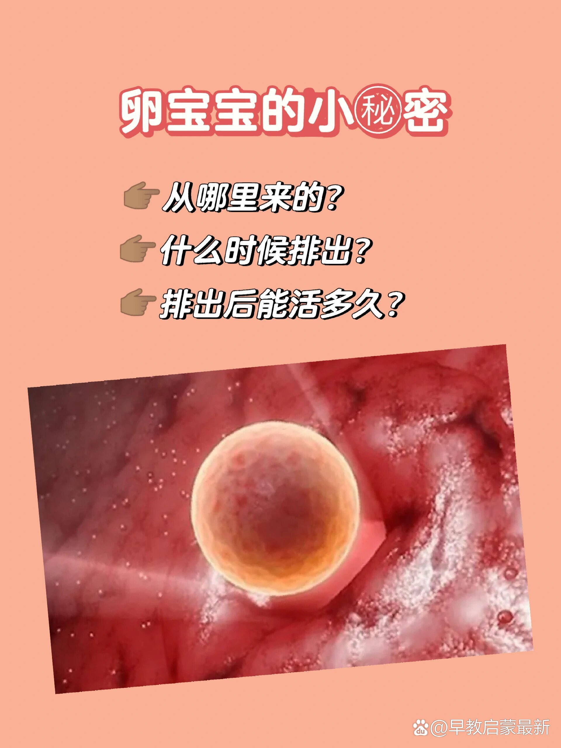 卵子排出能存活多久?