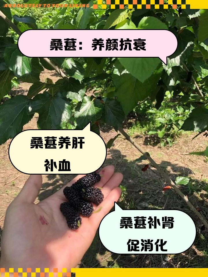 桑葚作用和功效