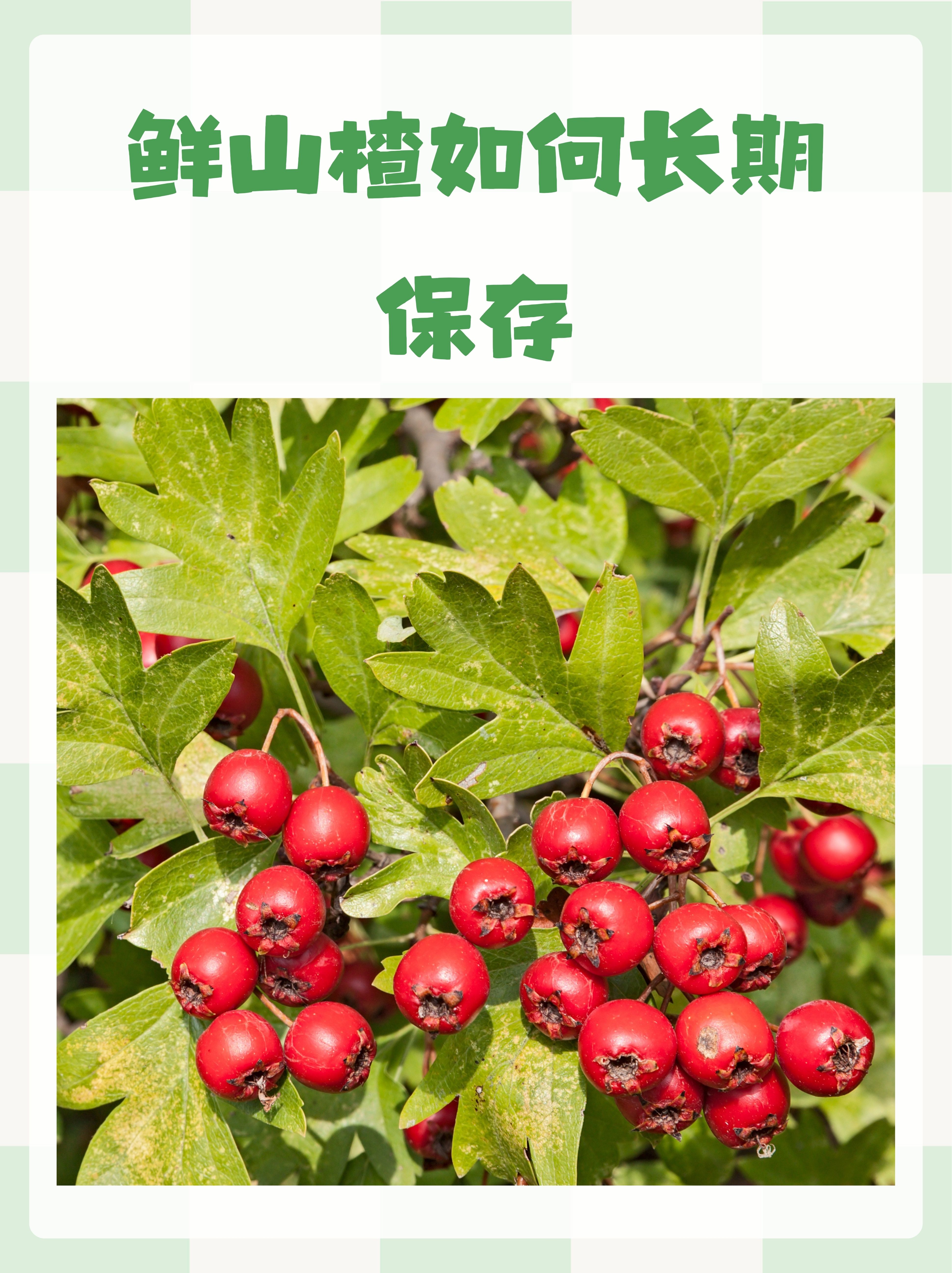山楂的功效与作用