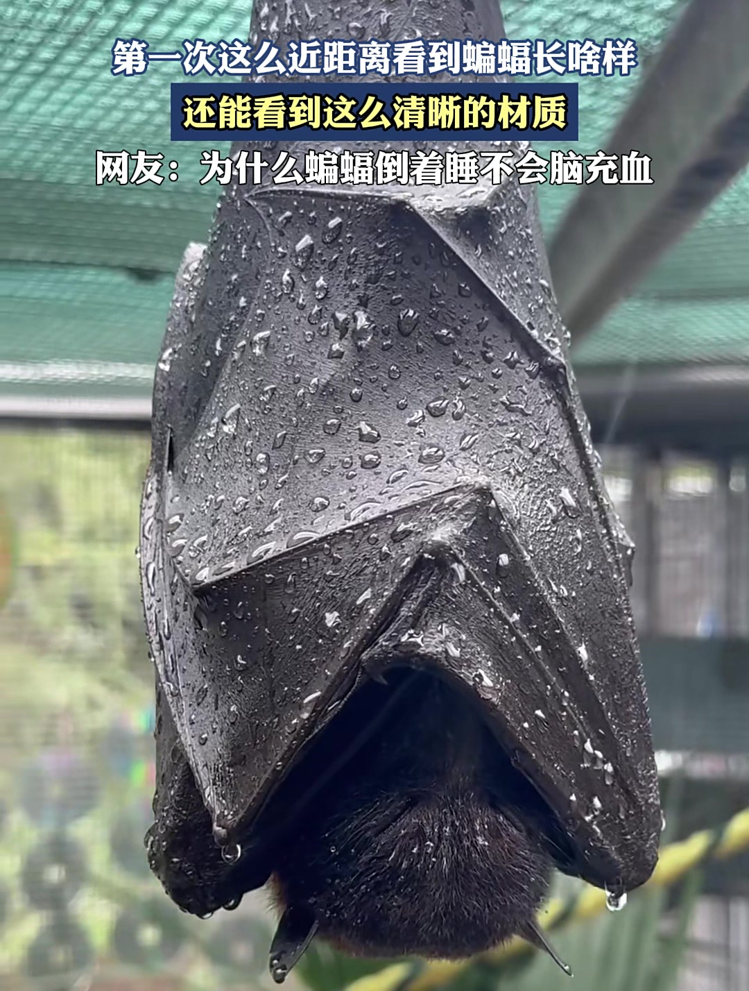 一般看见的蝙蝠会不会咬人