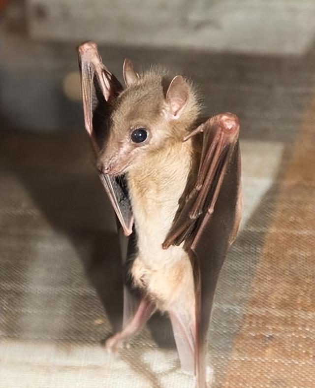 一般看见的蝙蝠会不会咬人