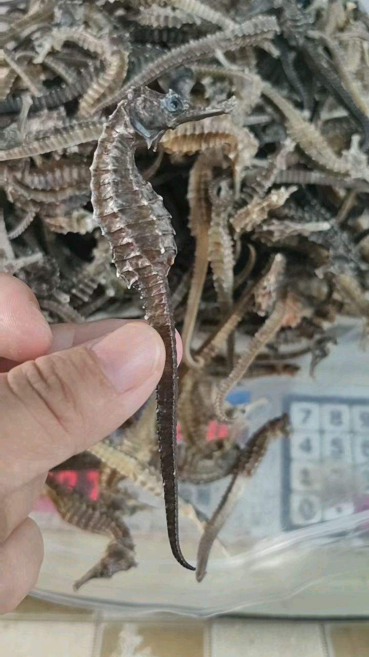 中药海马的功效与作用