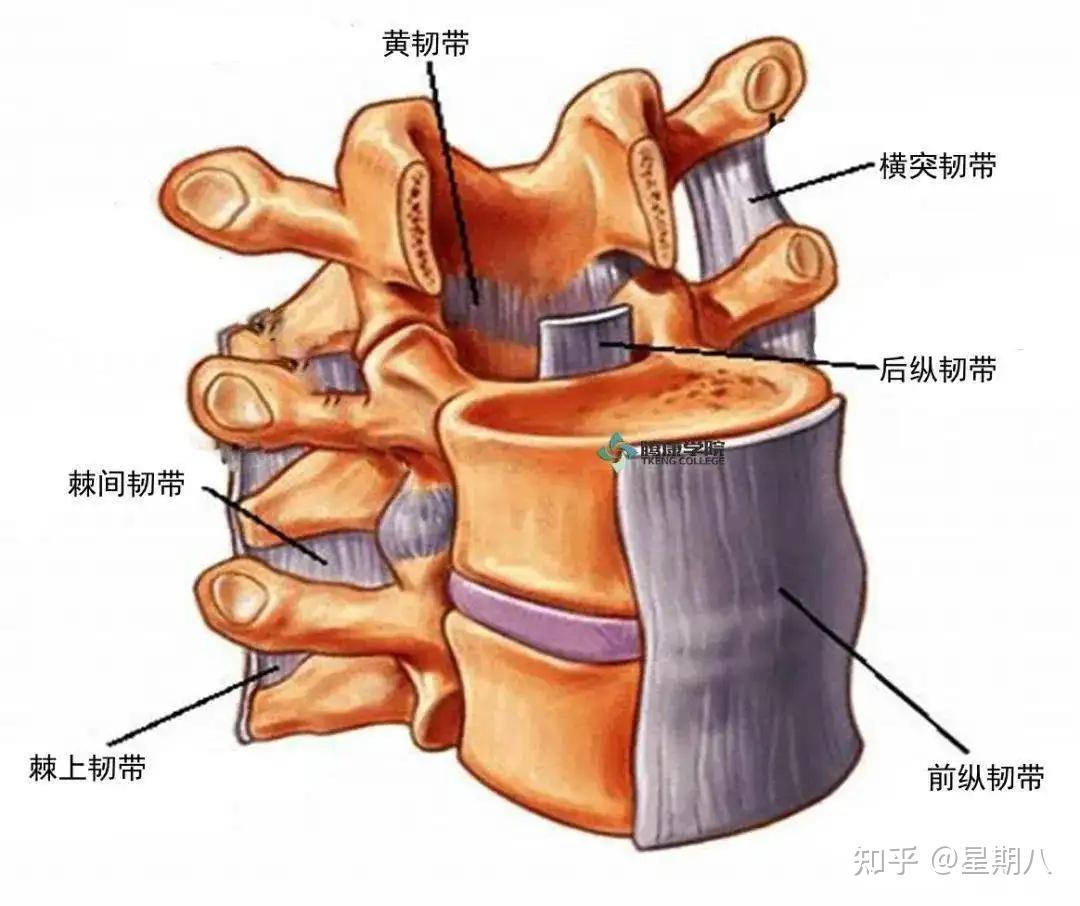 椎骨的解剖结构