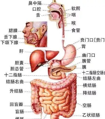 人的右下腹是什么器官呢？