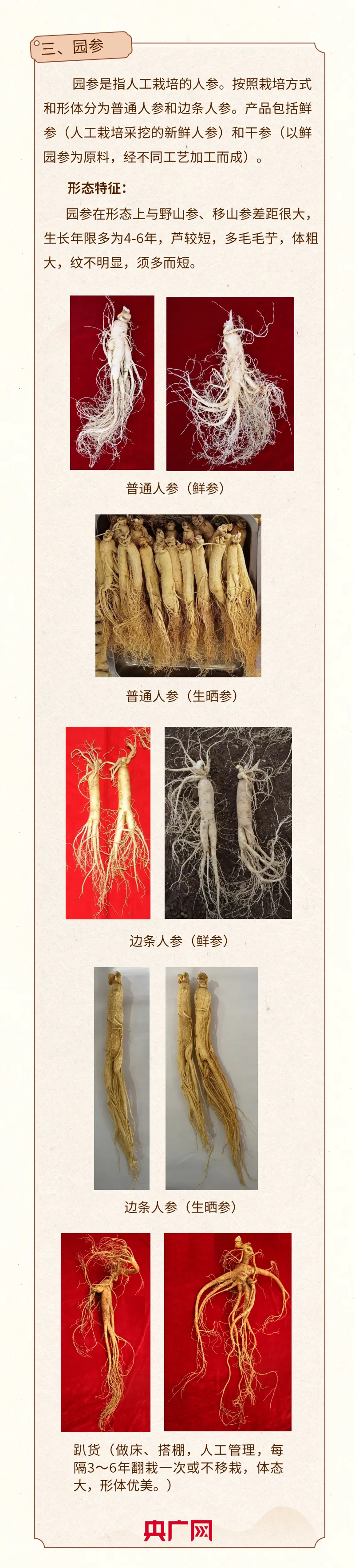 人参有什么功效和作用