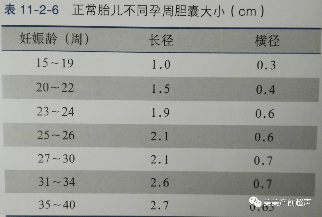 胆囊大小正常值