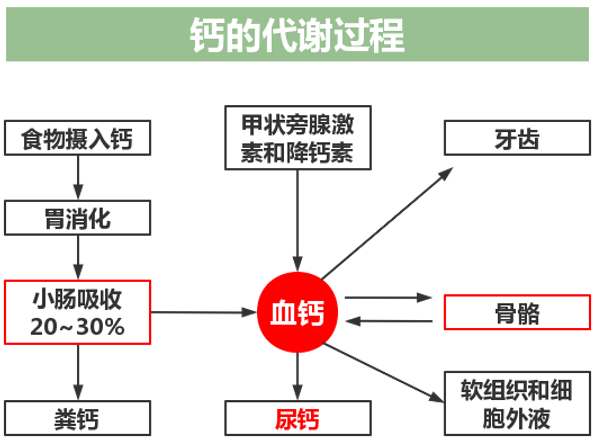 钙的生理功能