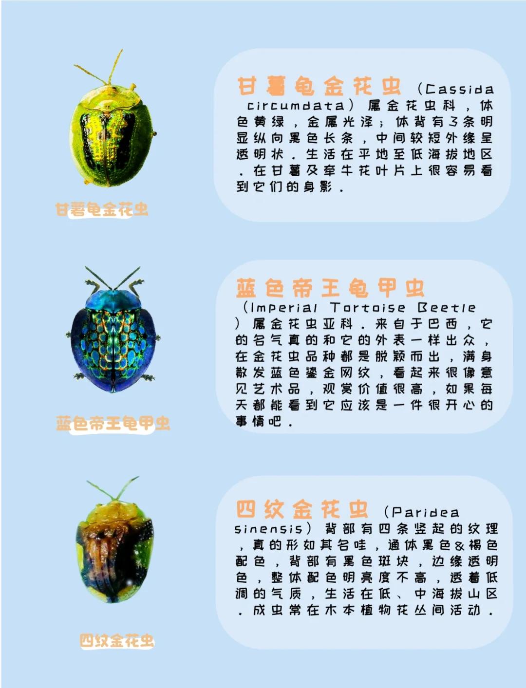 活吃金龟子是否有药用价值