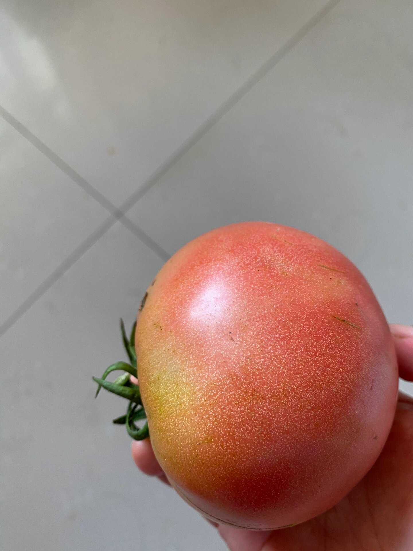 孕妇可以吃西红柿吗