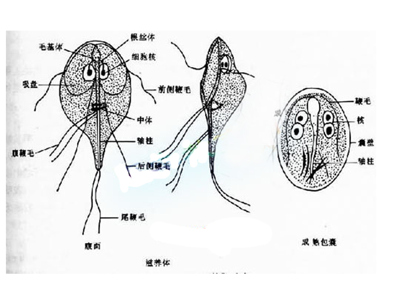 什么是隐性感染