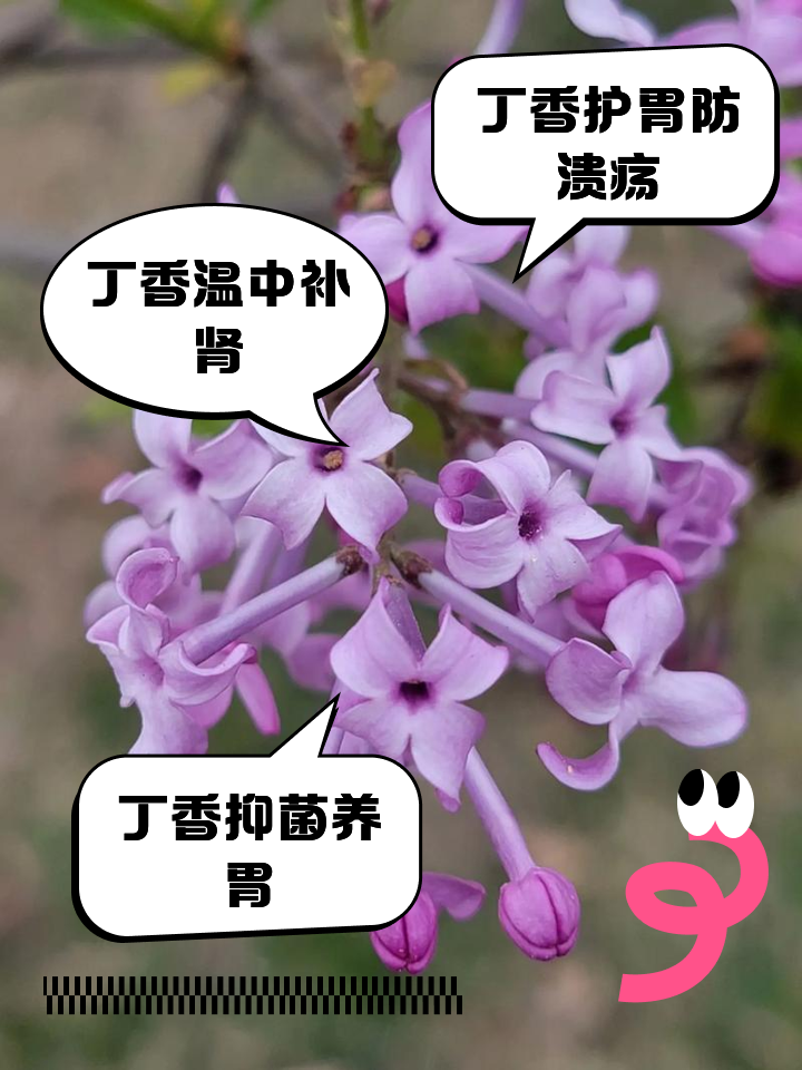 中药丁香的功效和作用
