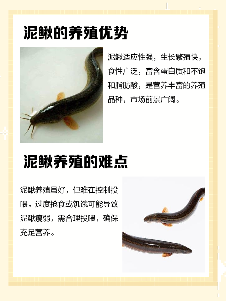 怀孕了可以吃泥鳅吗?