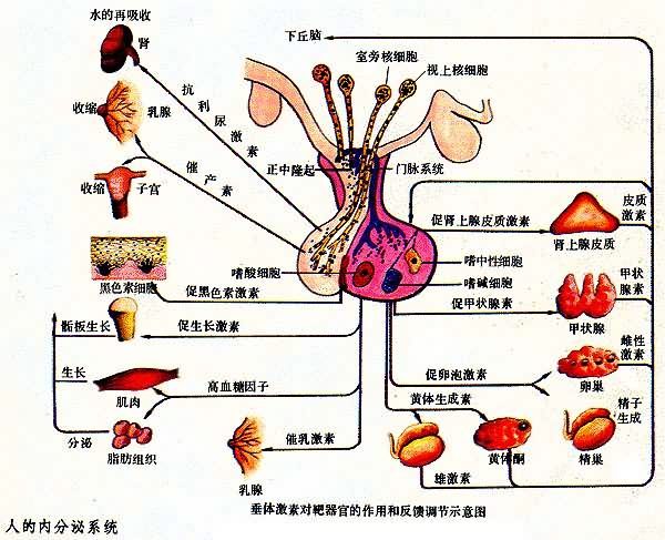 垂体后叶素