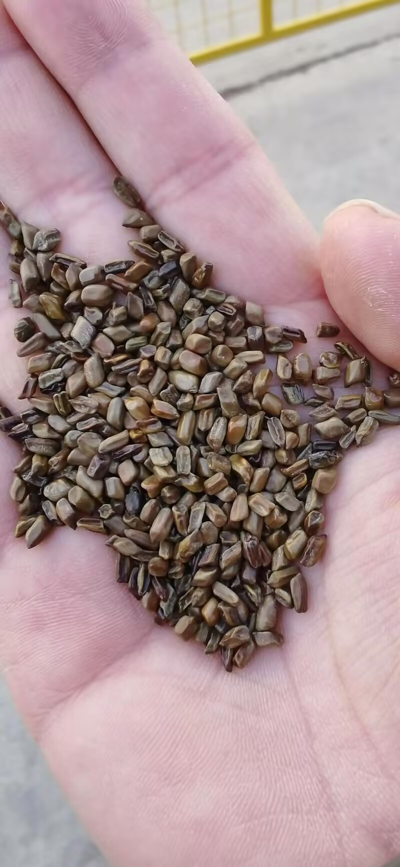 草决明的药用功效