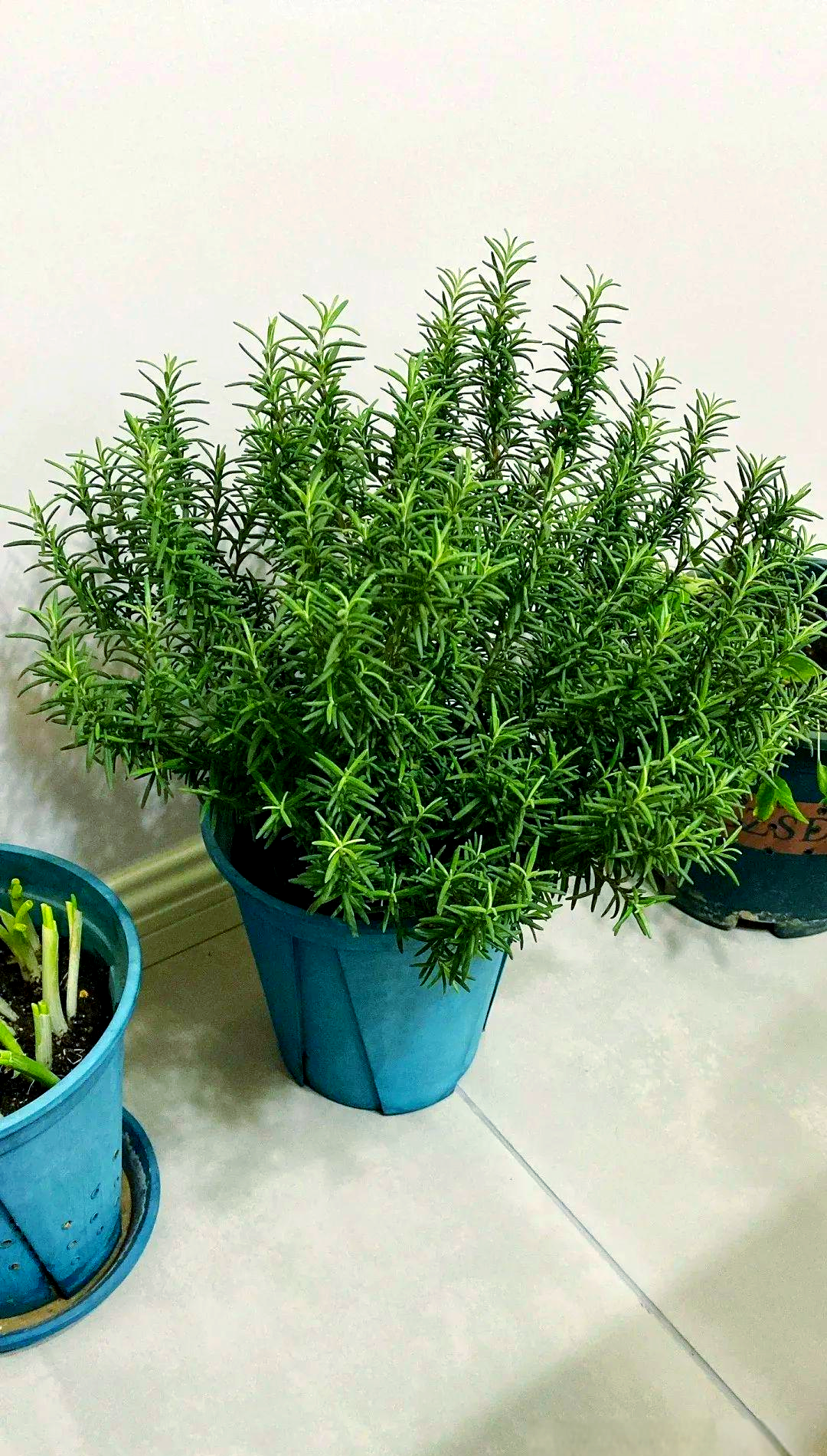 什么植物可以驱蚊子?