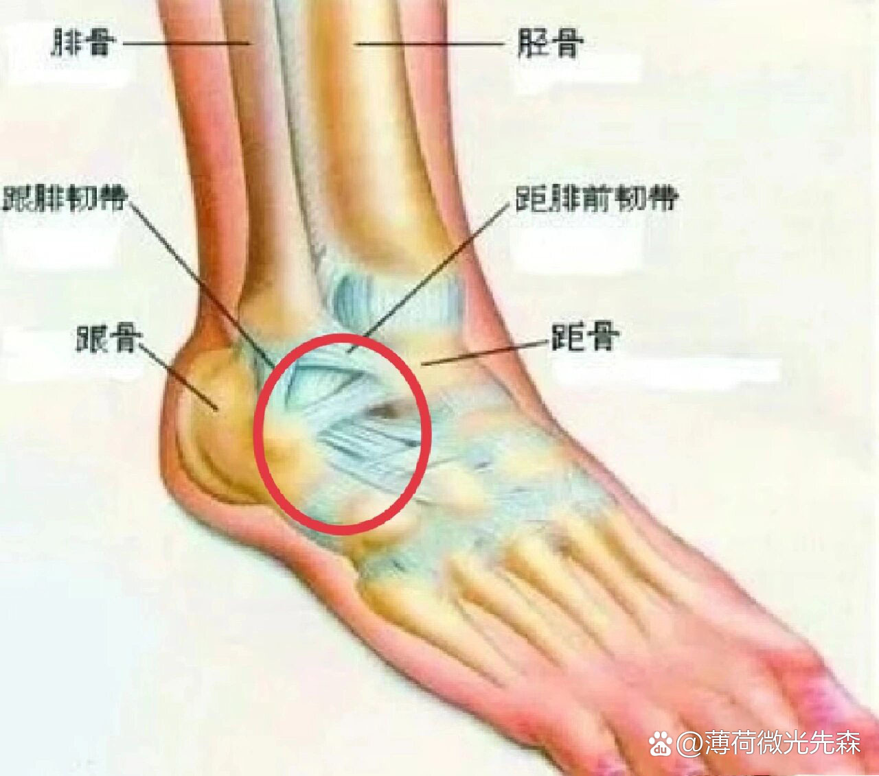 脚脖子疼是怎么回事?