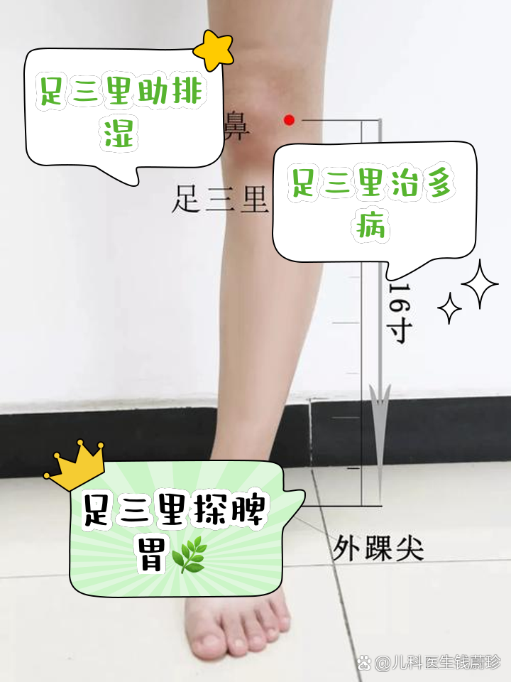 足三里的位置与作用