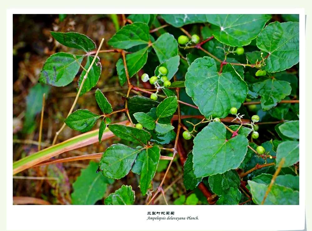野葡萄根泡酒有什么作用、