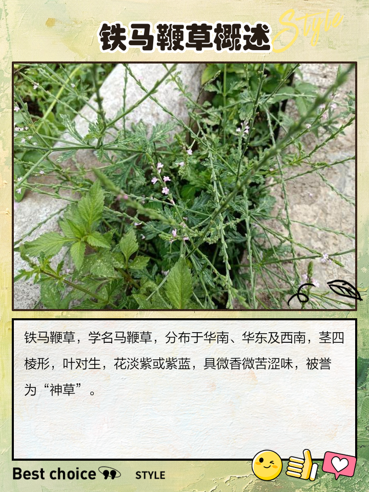 马鞭草的功效与作用
