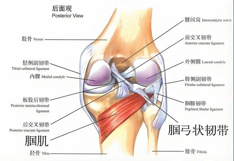 为什么膝关节交叉韧带损伤