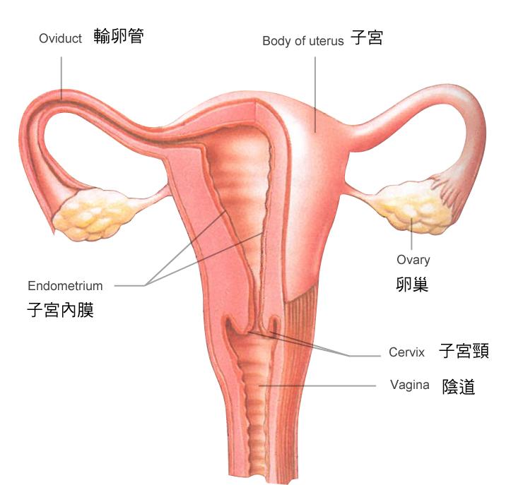 女人下面是什么样的?图片