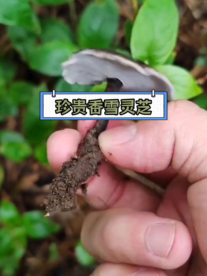 血灵芝(棺材菌)的药用和价值