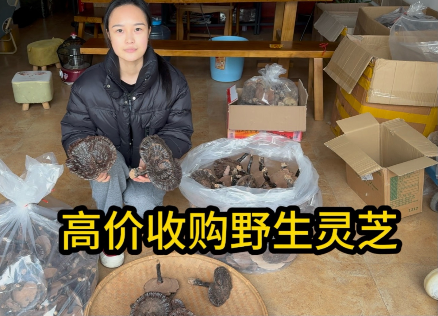 血灵芝(棺材菌)的药用和价值