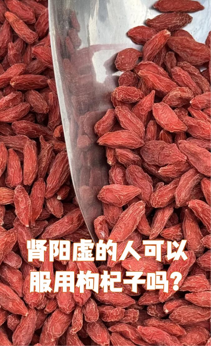 肾阴虚可以吃枸杞子吗