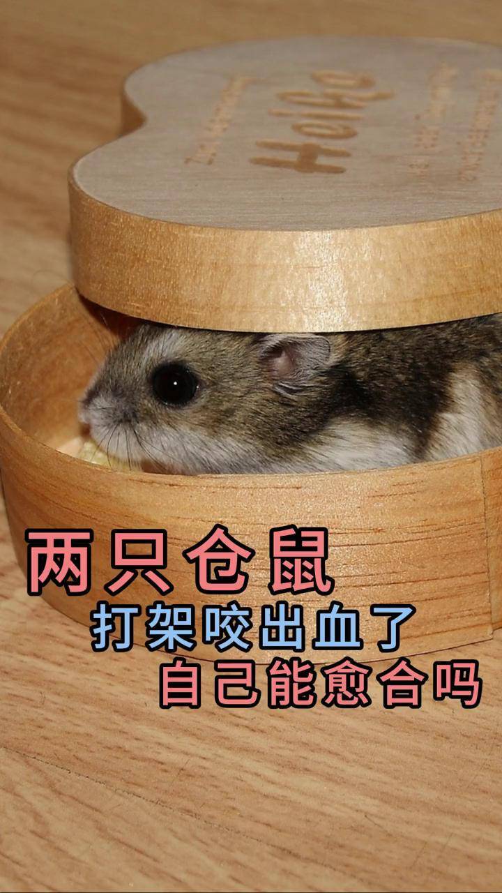 我被仓鼠咬流血了,仓鼠第二天就死掉,我又