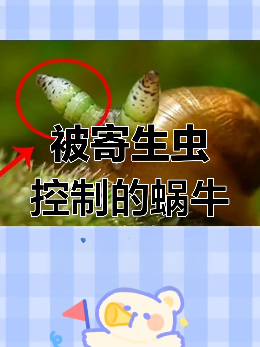 关于蜗牛寄生虫的问题