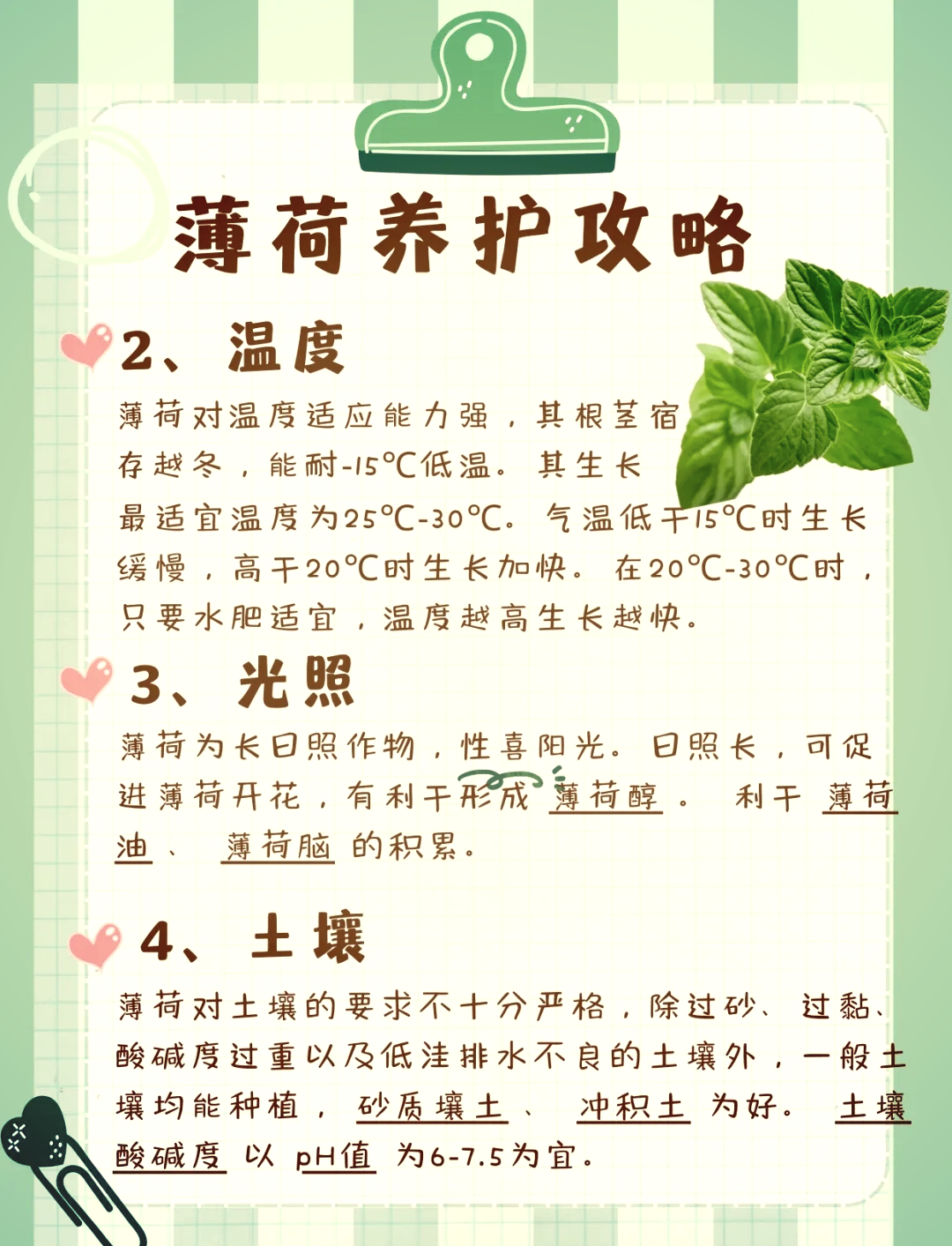 薄荷的功效与作用有哪些