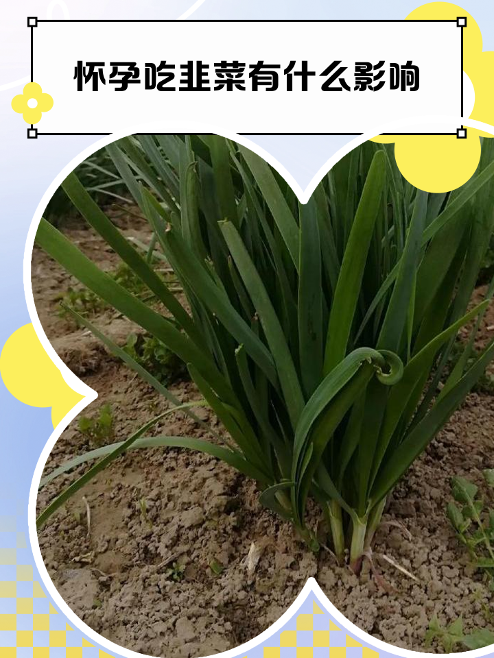 怀孕初期吃韭菜可以吗