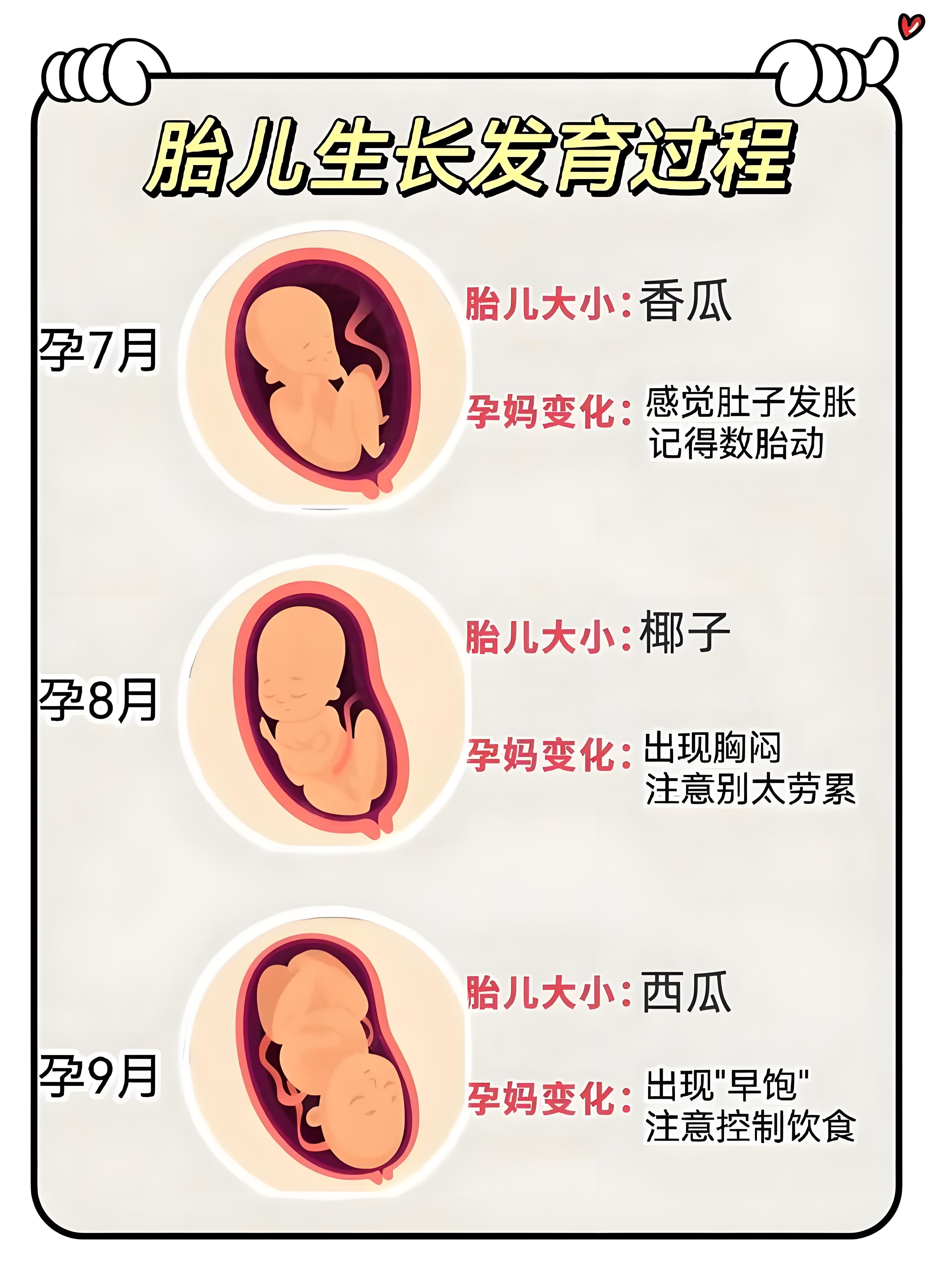 怀孕38周胎儿发育